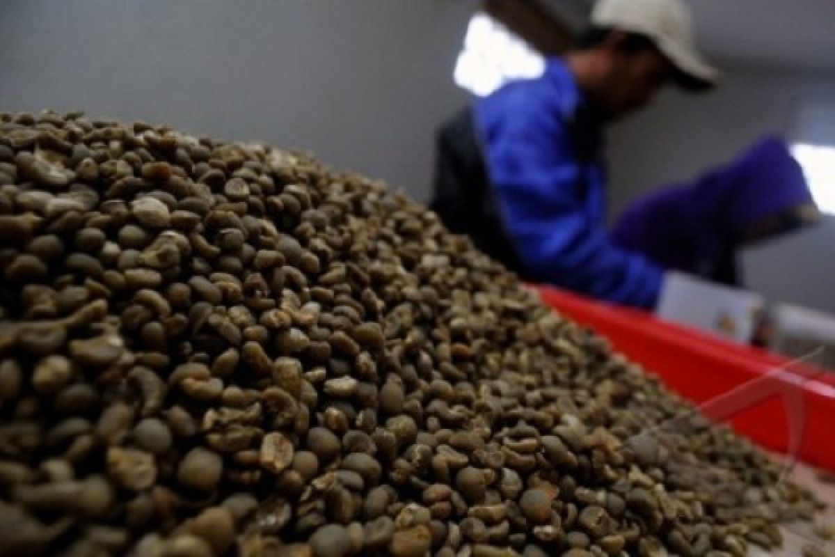 70 Persen Kopi Nasional Berasal Dari Lampung