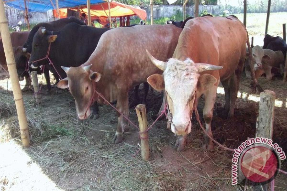 Bandarlampung tak temukan hewan kurban berpenyakit