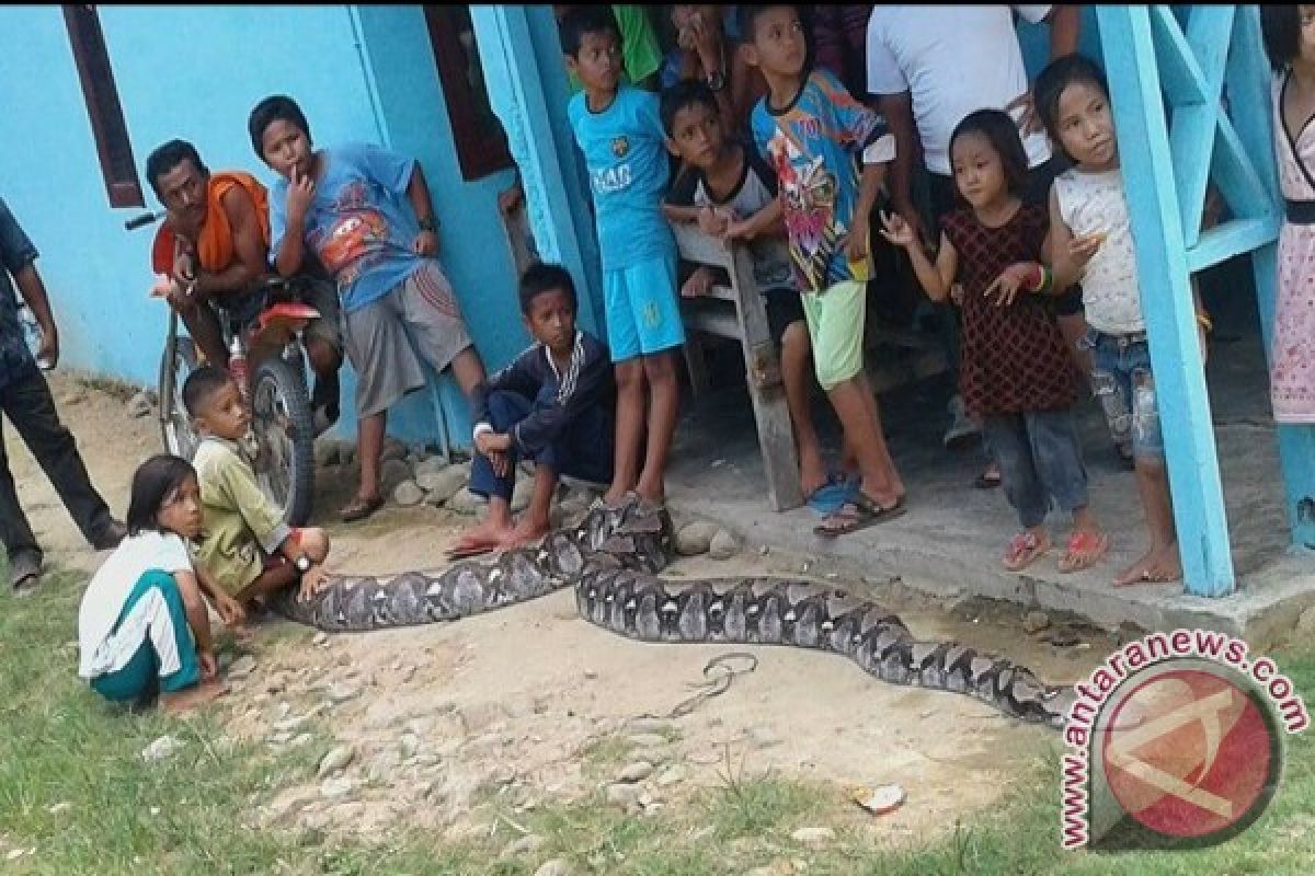 Warga Barus Dihebohkan Penemuan Ular Raksasa