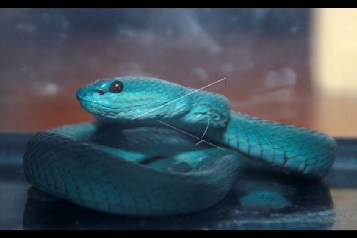 Bocah 6 Tahun di Dompu tewas digigit ular Viper, Penanganan medis lambat