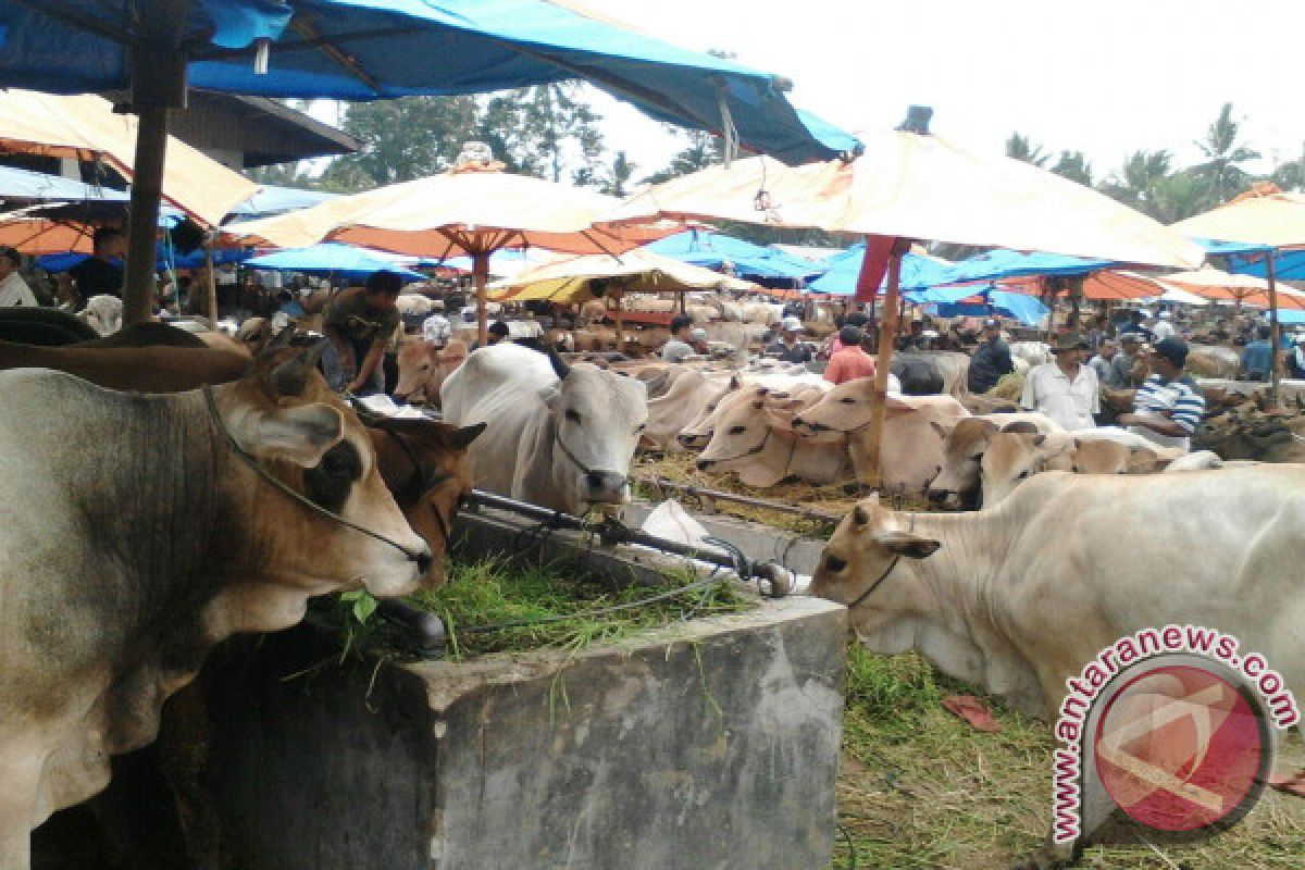 Jelang Idul Adha, Pasar Ternak Muara Panas Mampu Menjual 1.500 Ekor Perhari