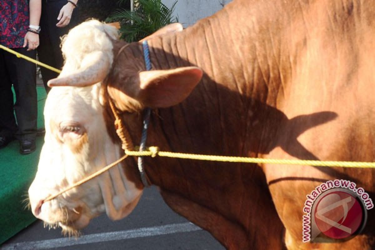 Madiun intensif tingkatkan populasi ternak