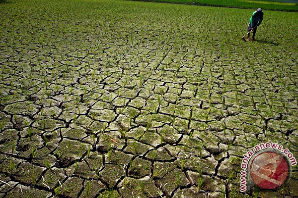 Ribuan hektare sawah kekeringan akibat tanggul jebol