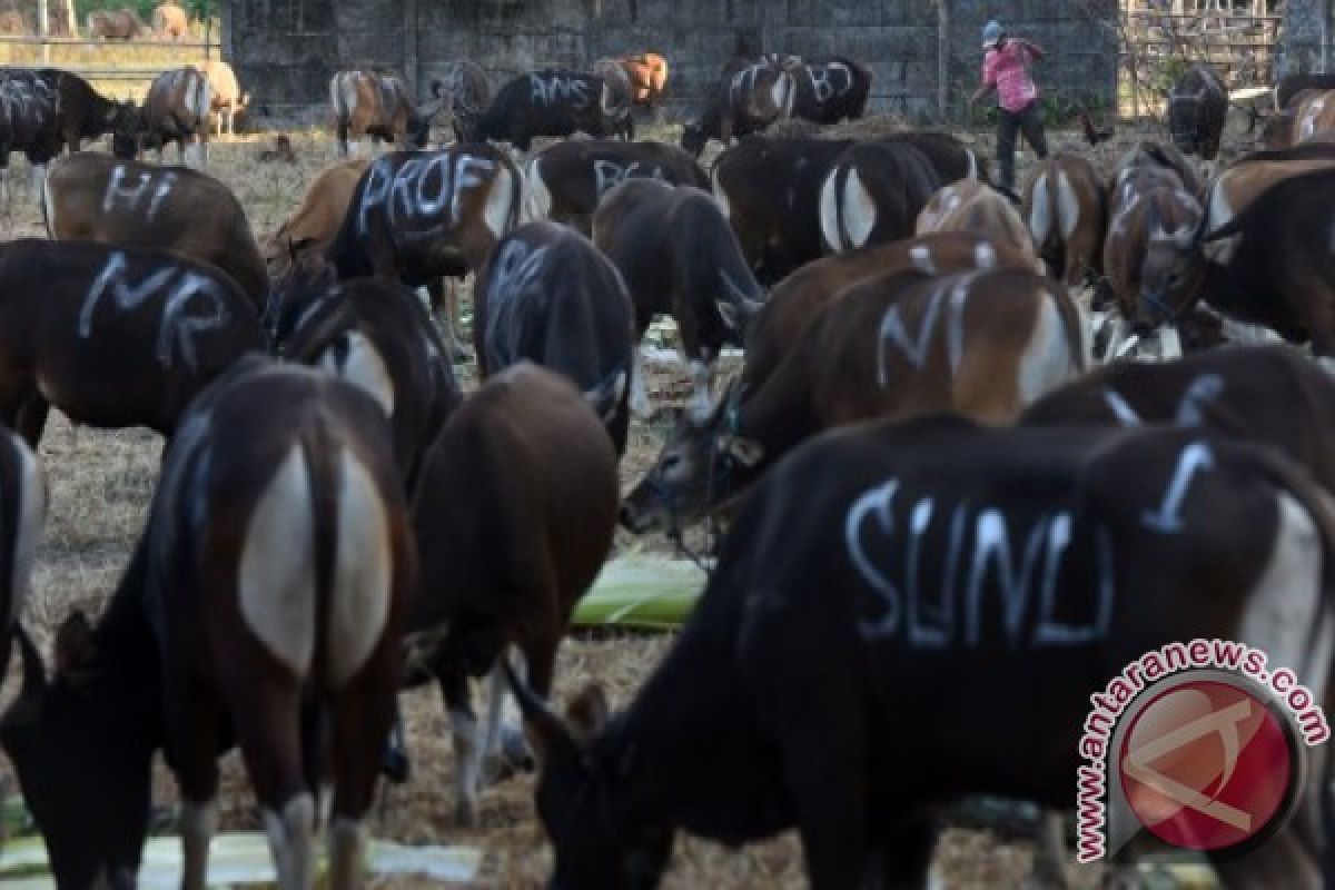 Jasindo asuransikan 8.977 ekor sapi hingga Juni