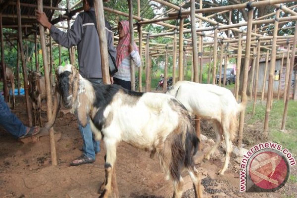 Pedagang Kambing Kurban Keluhkan Sepi Pembeli