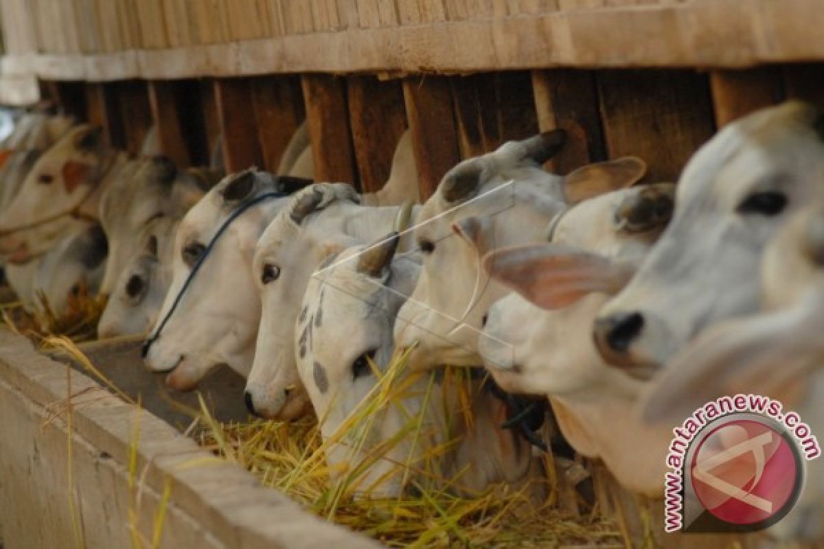 Konawe targetkan kelahiran sapi 9.500 ekor