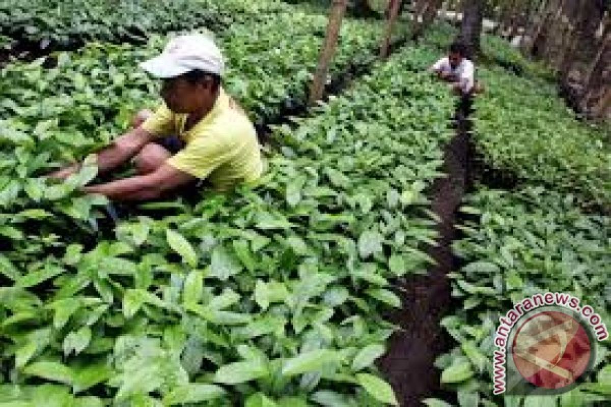 Tanaman pala mulai digandrungi petani di Bombana