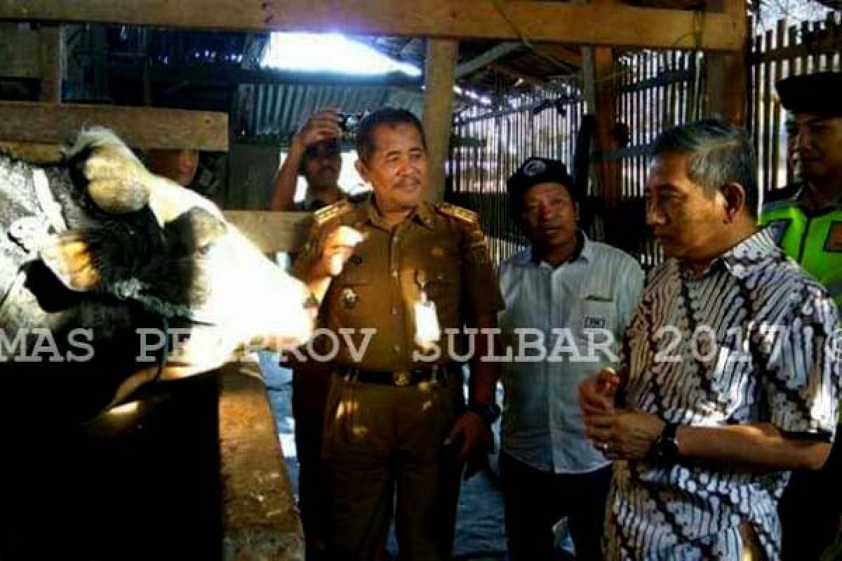Gubernur Sulbar Pantau Sapi Bantuan Presiden Jokowi 