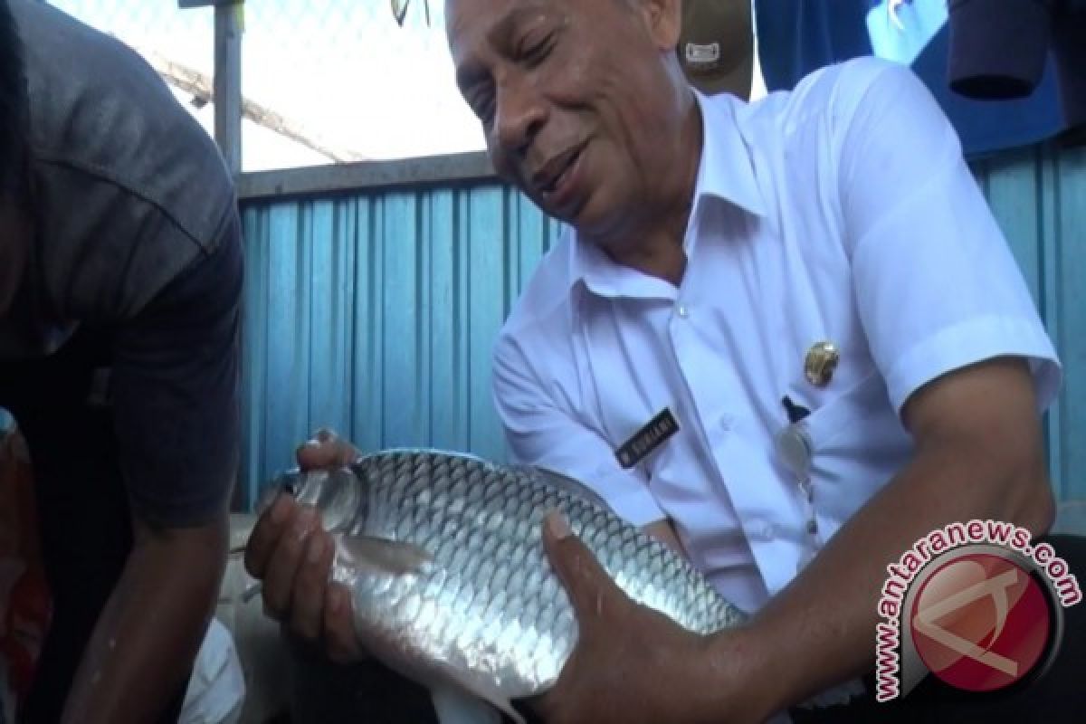 HSU Berhasil Budidayakan Ikan Lokal 'Raksasa'