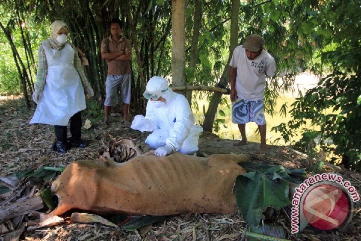 BBVET Maros Ambil Sampel Bangkai Sapi Gorontalo 