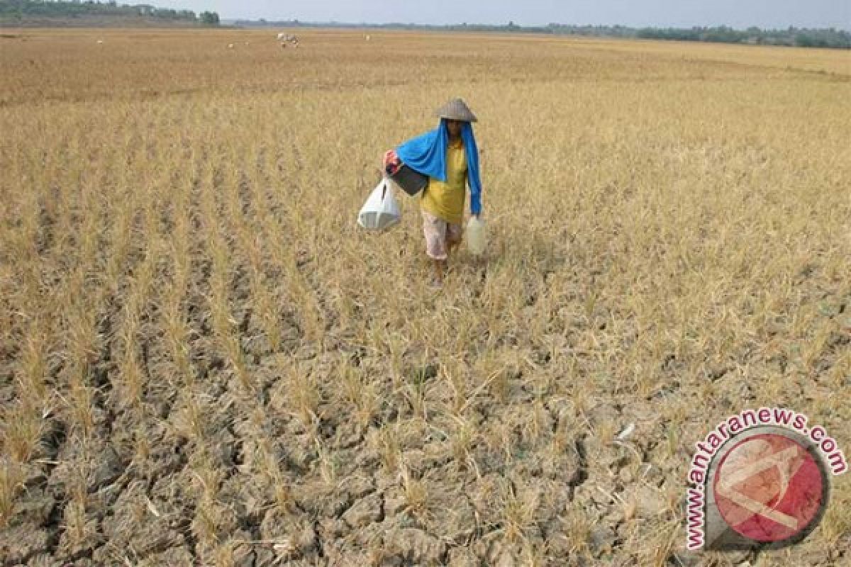 Sembilan Kabupaten di NTT Darurat Kekeringan