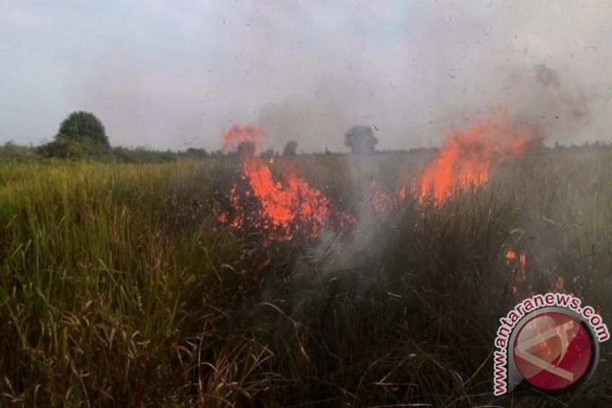 Lima Titik Panas Sebabkan Kebakaran di NTT