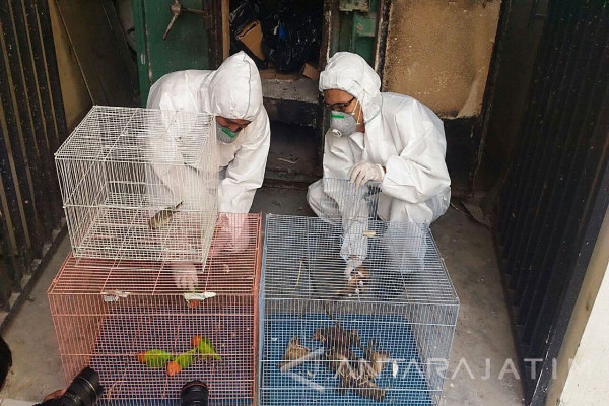 Karantina Surabaya Musnahkan 19 Burung Asal Tiongkok (Video)