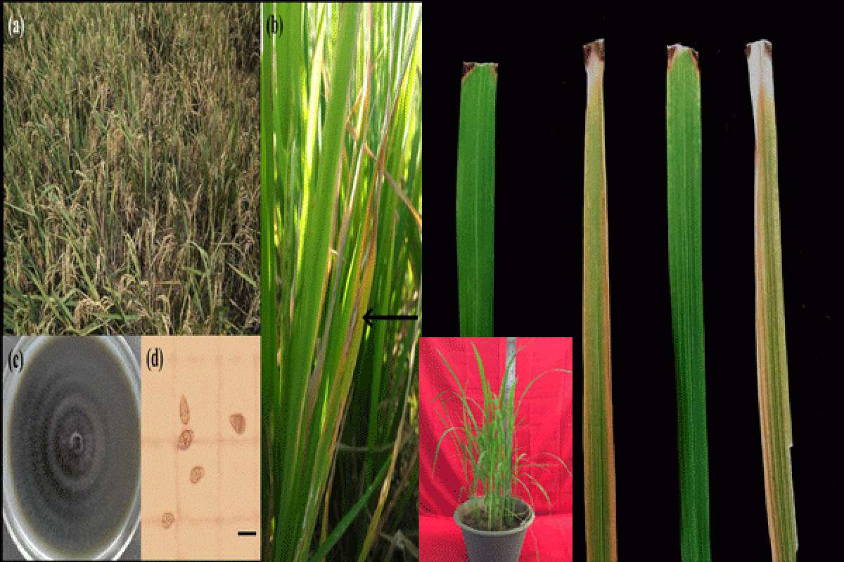 Peneliti IPB Kendalikan Penyakit Blas Daun Padi