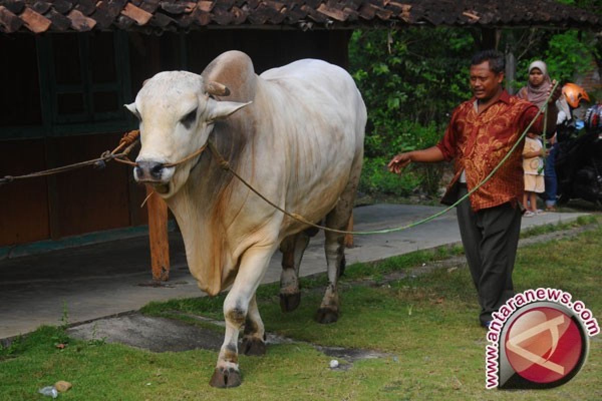 Presiden Jokowi Juga Sumbang Sapi Kurban Untuk Warga Bengkulu