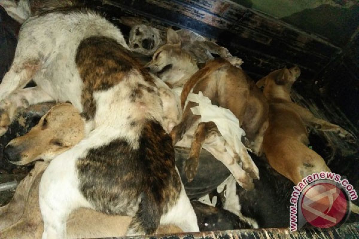 Mukomuko Musnahkan 51 Anjing Rabies