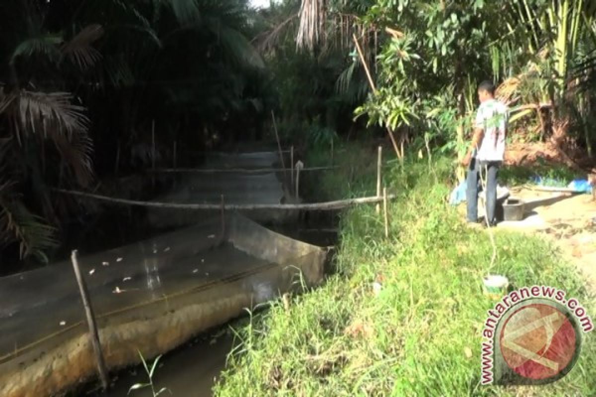 Petani Budidaya Ikan Lele di Lahan Rawa