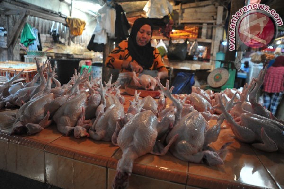 Harga ayam potong di Palembang melambung