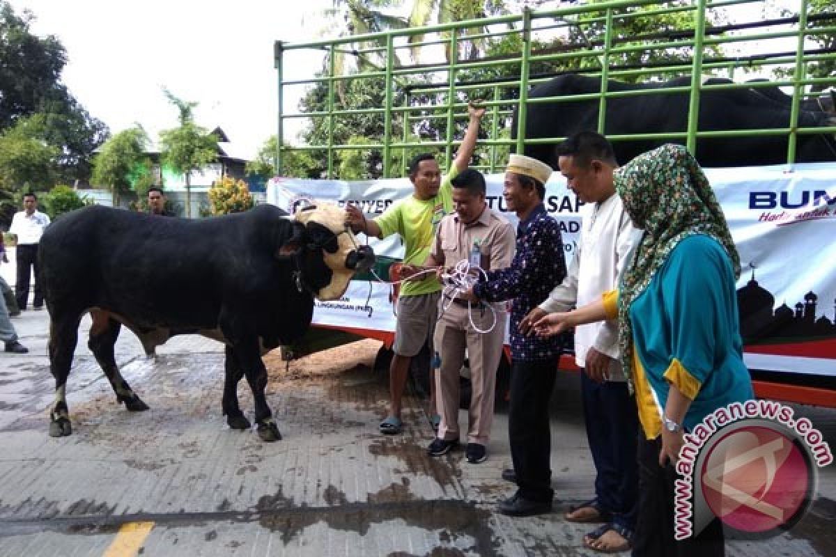 Semen Baturaja bagikan 29 sapi untuk warga