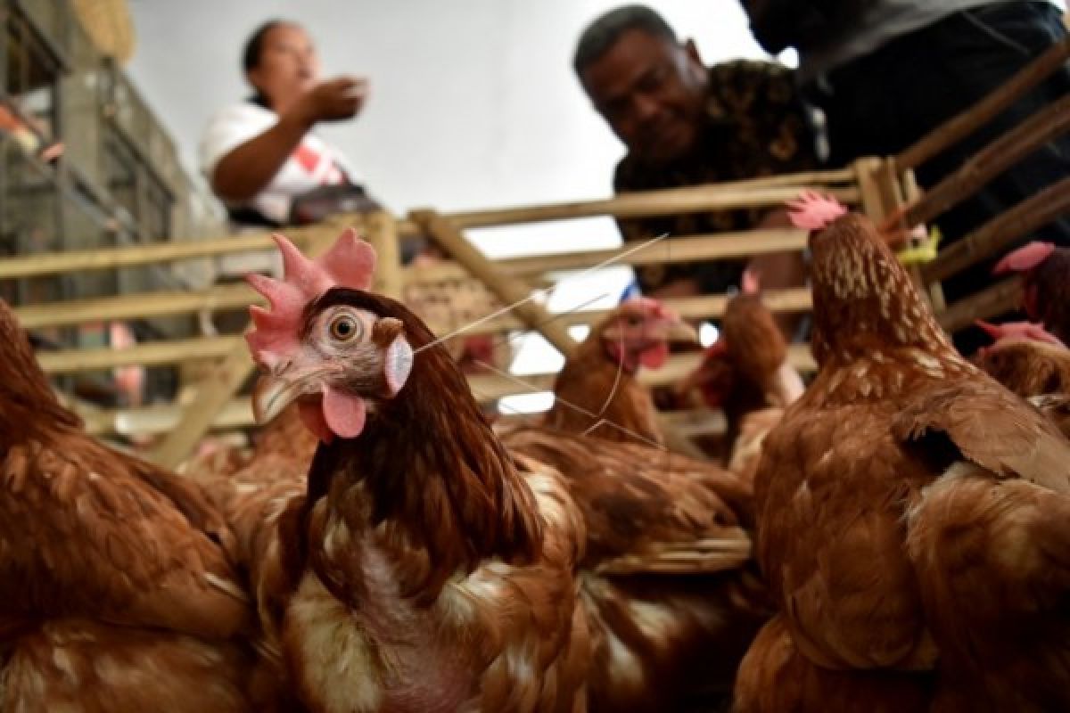 Harga daging ayam di Sambas masih tinggi