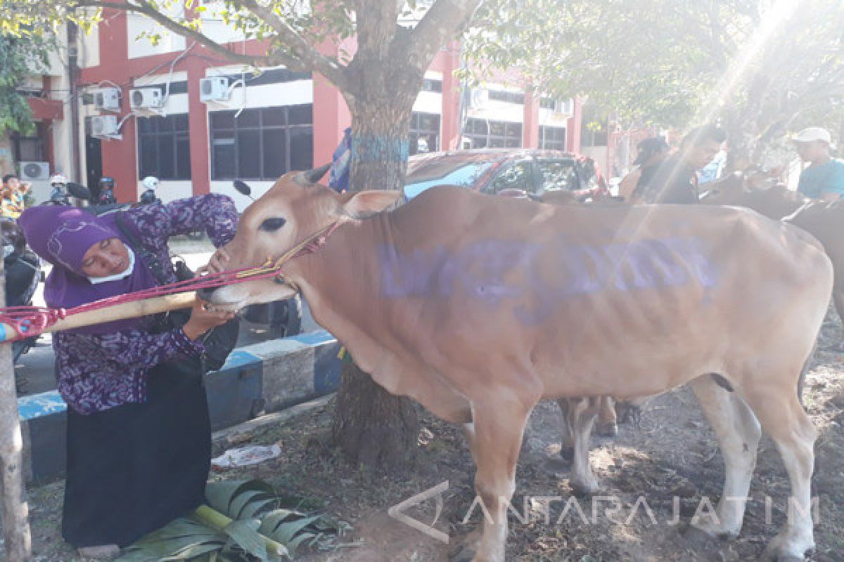 Kesehatan Hewan Kurban yang Dikumpulkan Pemkab Sumenep Dicek Petugas