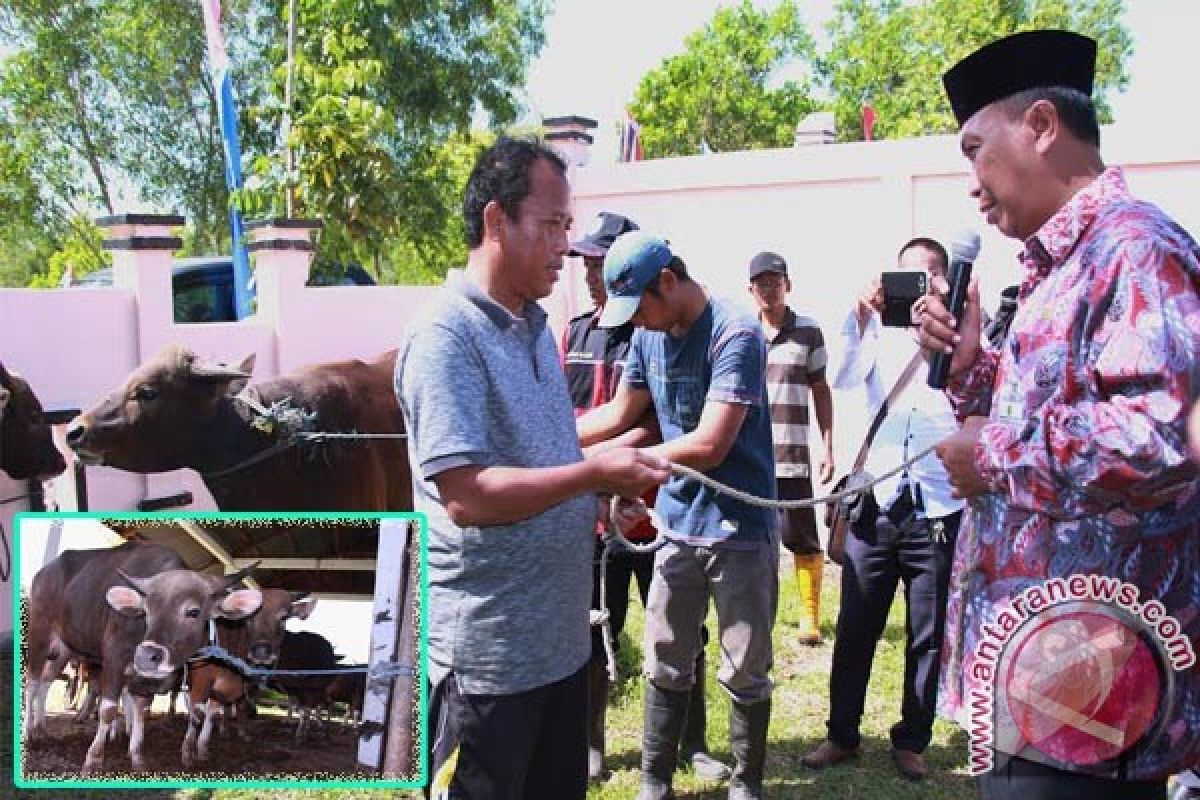 Pemkot Palangka Raya Salurkan 60 Sapi Kurban