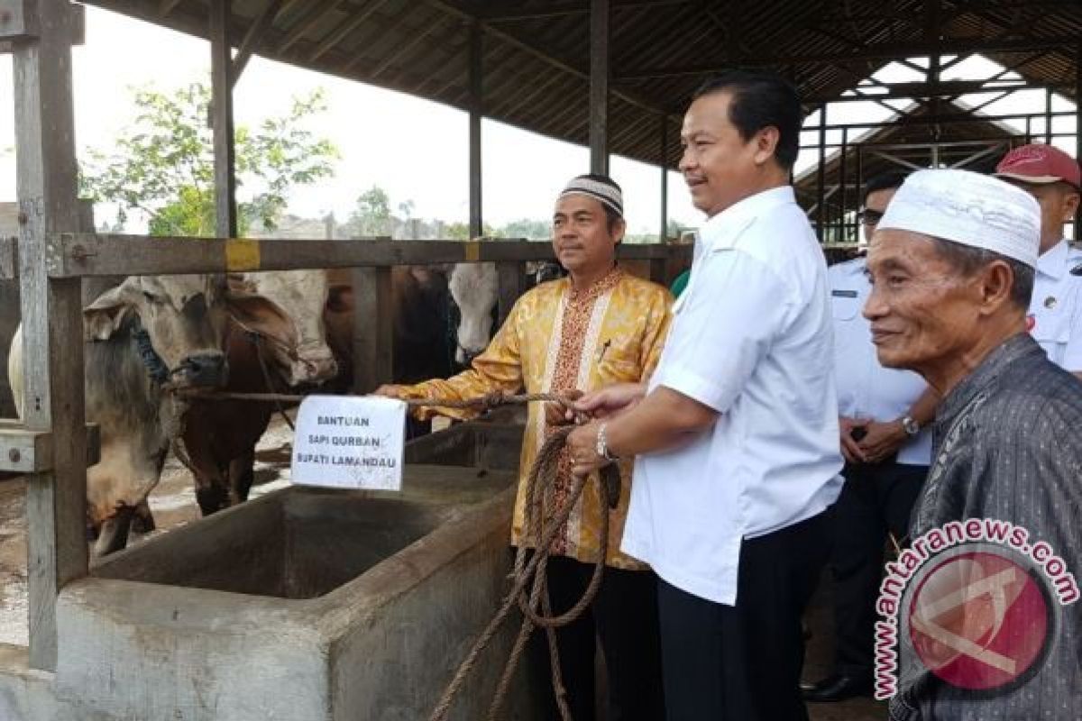 Pemkab Lamandau Bagikan 17 Sapi Untuk Idul Adha