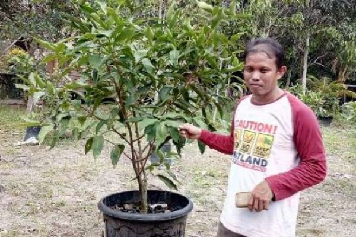 Alternatif Pendapatan Keluarga, Petani Meranti Kembangkan Jambu Madu 