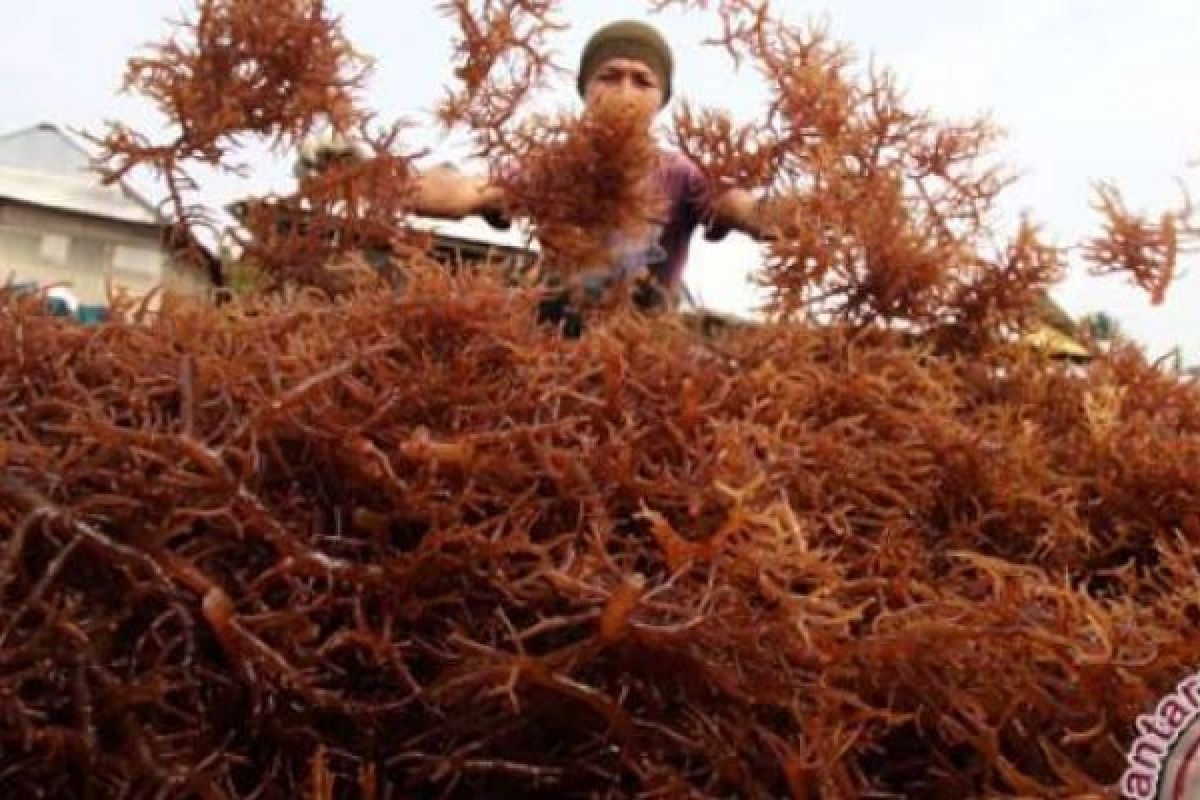 Mahasiswa UI Kembangkan Rumput Laut Sebagai Bahan Tablet