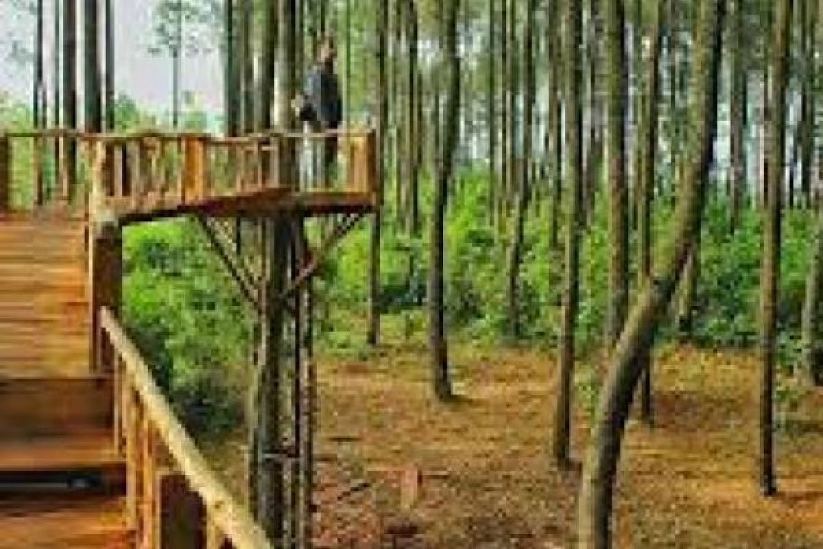 Menikmati Kerimbunan Hutan Pinus Pengger