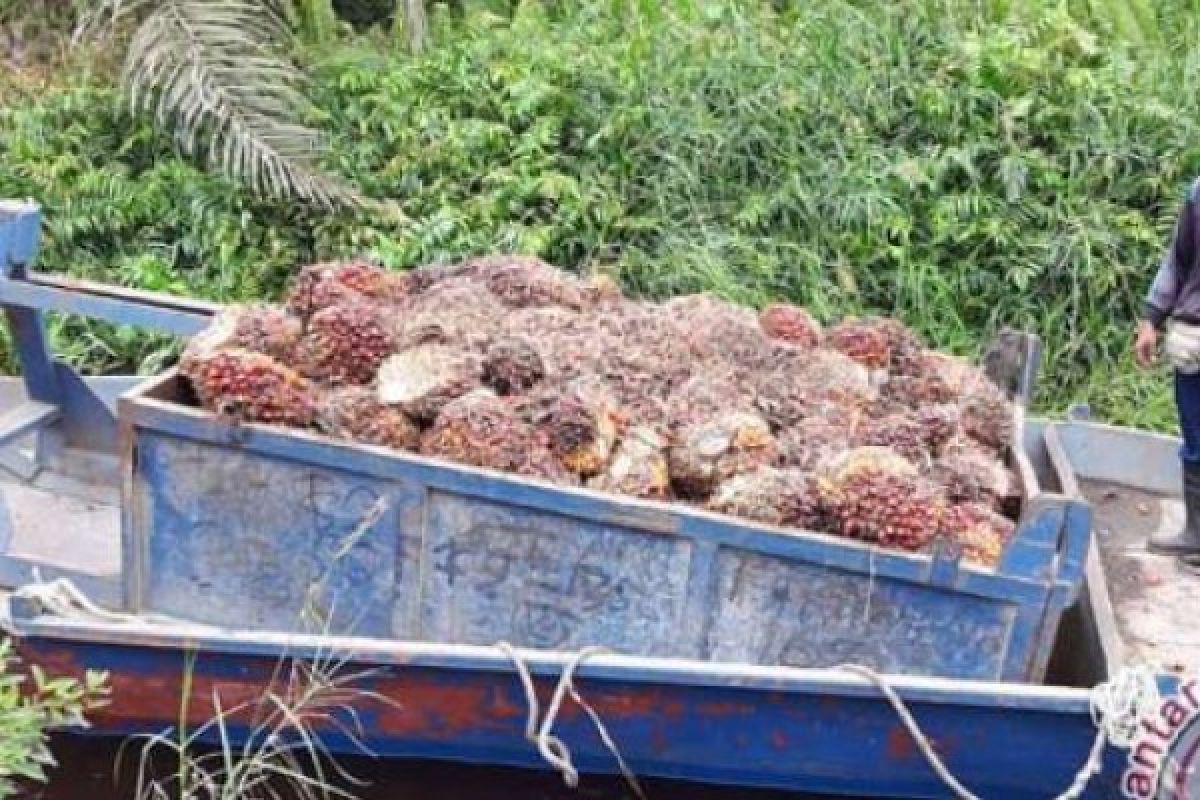 Minggu Kedua Agustus, Harga TBS Sawit Riau Mulai Merangkak Naik