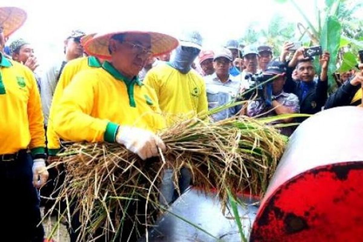 Pemkab Inhil Bertekad Kembali Menjadi Lumbung Beras Riau