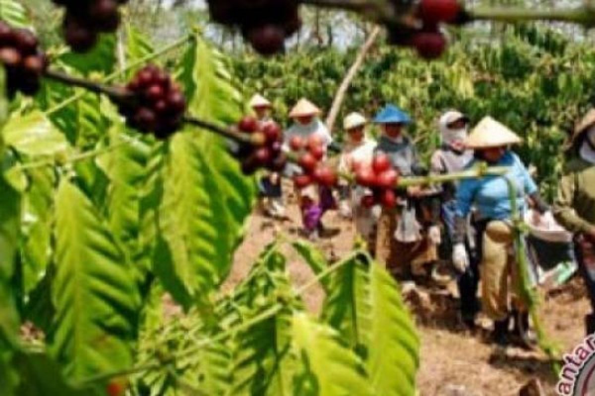 Pemkab Siak Targetkan Kembangkan 9.500 Hektare Lahan Kopi Dan Kakao