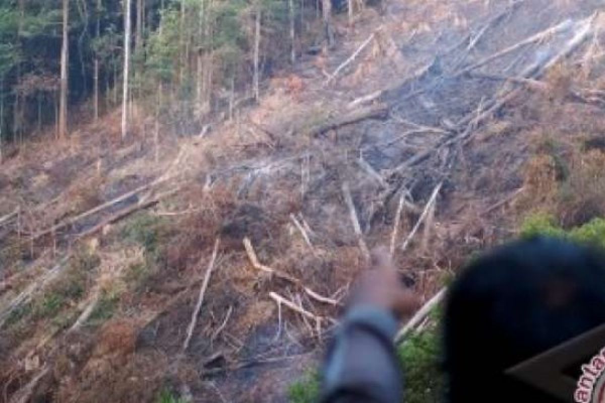 Warga Inhu Pertanyakan Alasan Pembebasan Tersangka Perambah Hutan