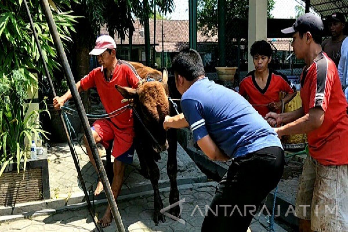 Sapi Mengamuk saat akan Disembelih di Mapolres Kediri      