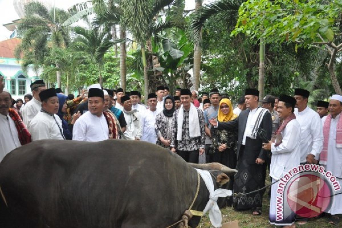 Zola kurban sapi di Kabupaten Tebo