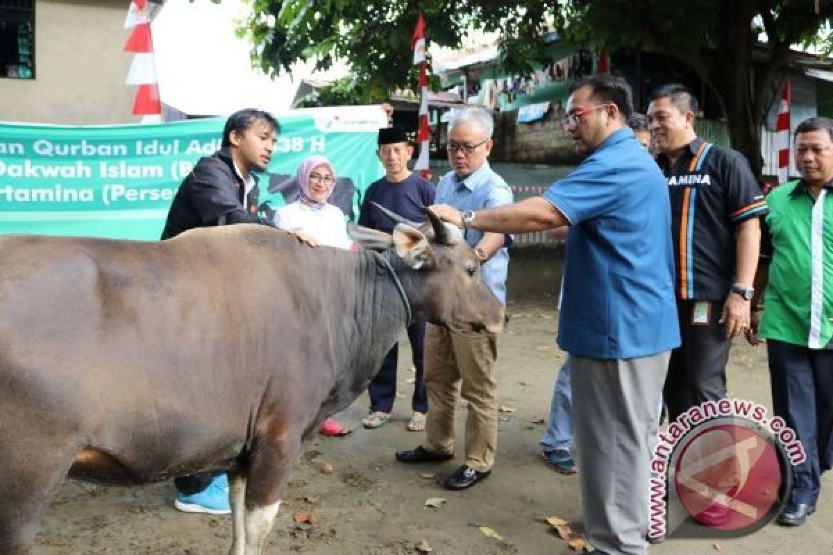 Pertamina Maluku-Papua serahkan lima sapi kurban 