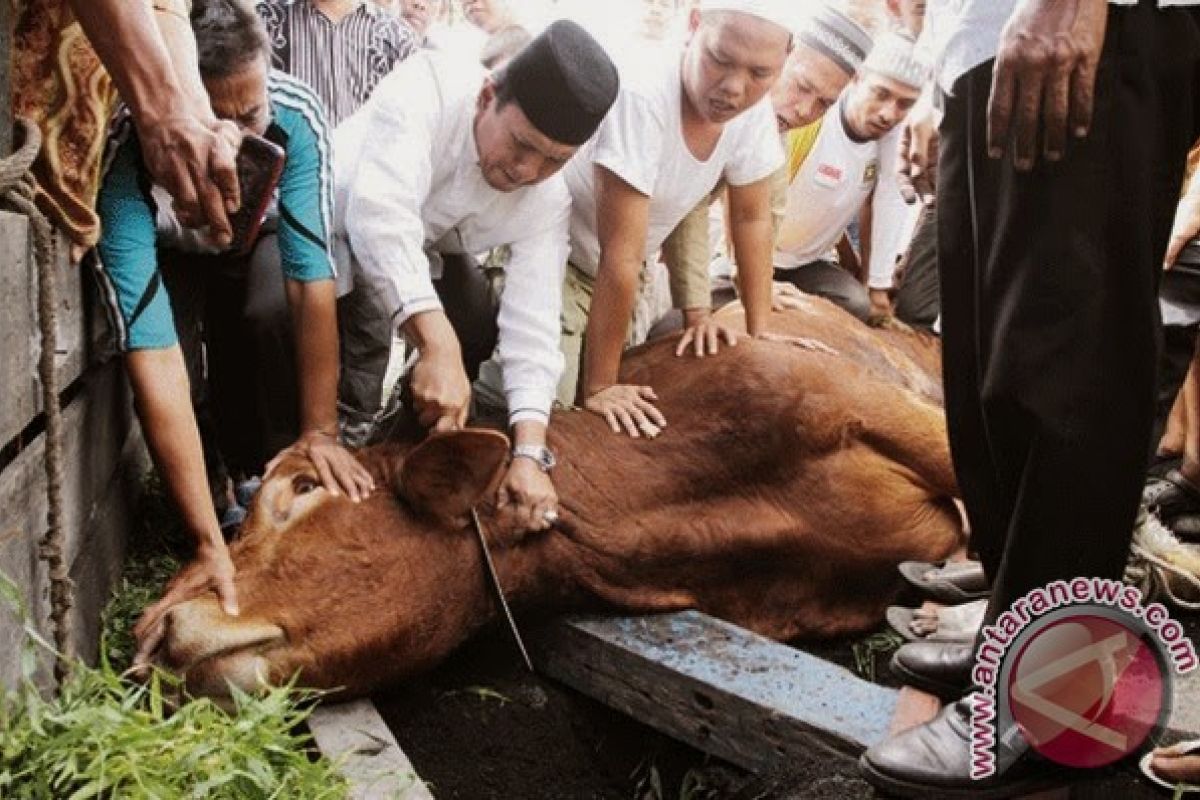 Korem Sumbang 46 Ekor Hewan Kurban 