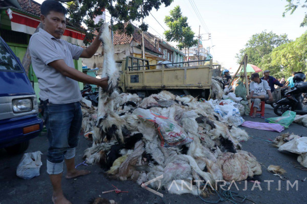 Pengepul Kulit Hewan Kurban Penuhi Permintaan Industri (Video)