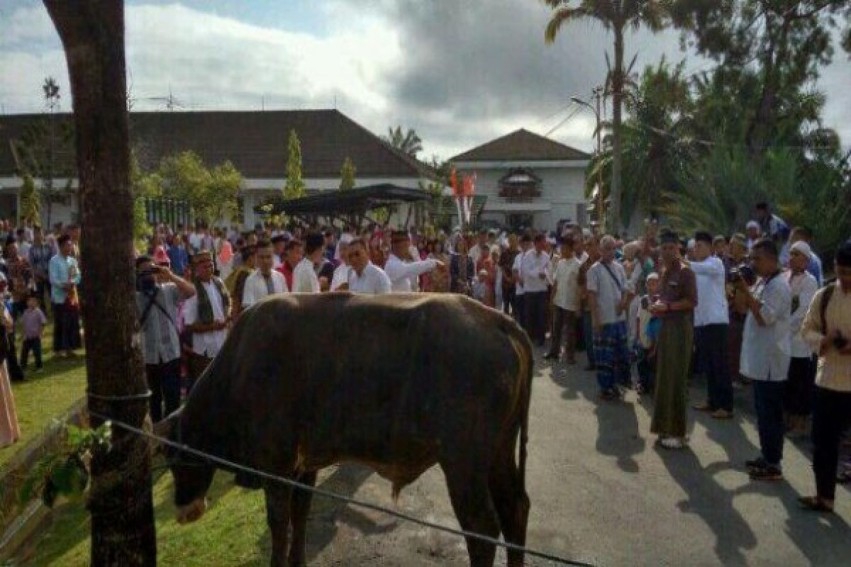 Biak jamin persediaan dan kesehatan hewan kurban