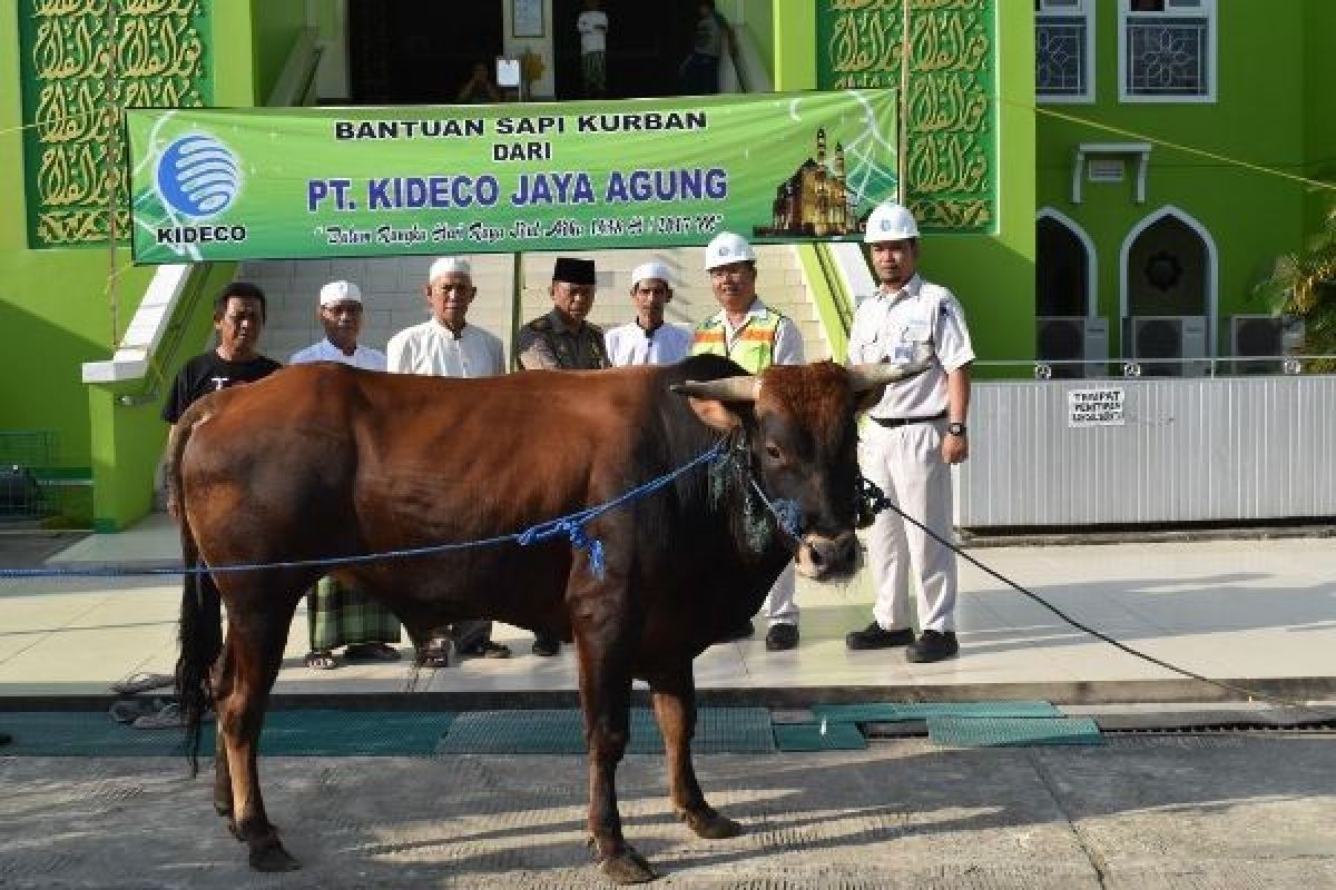 Kideco Bagikan 110 Ekor Sapi Kurban