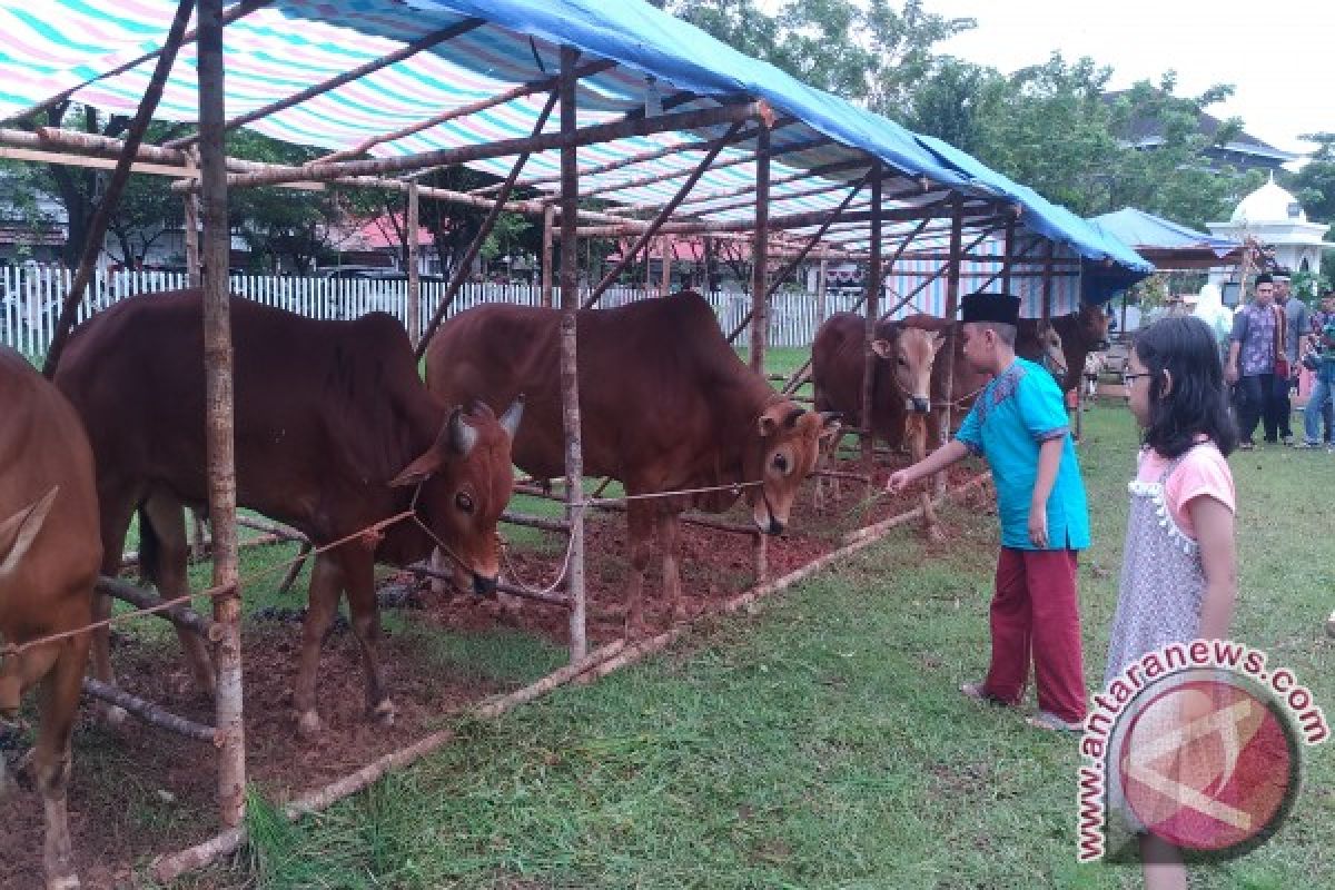 Jumlah Hewan Kurban Pontianak Capai 896 Ekor 