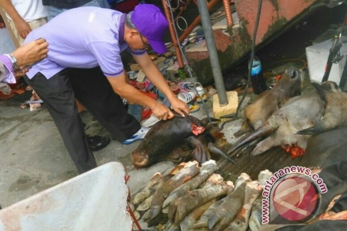 DPKH Papua turunkan lima tim pantau hewan kurban