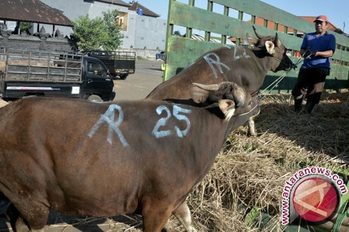 Pemkab Gorontalo Gulirkan Bantuan Sapi Masyarakat Miskin