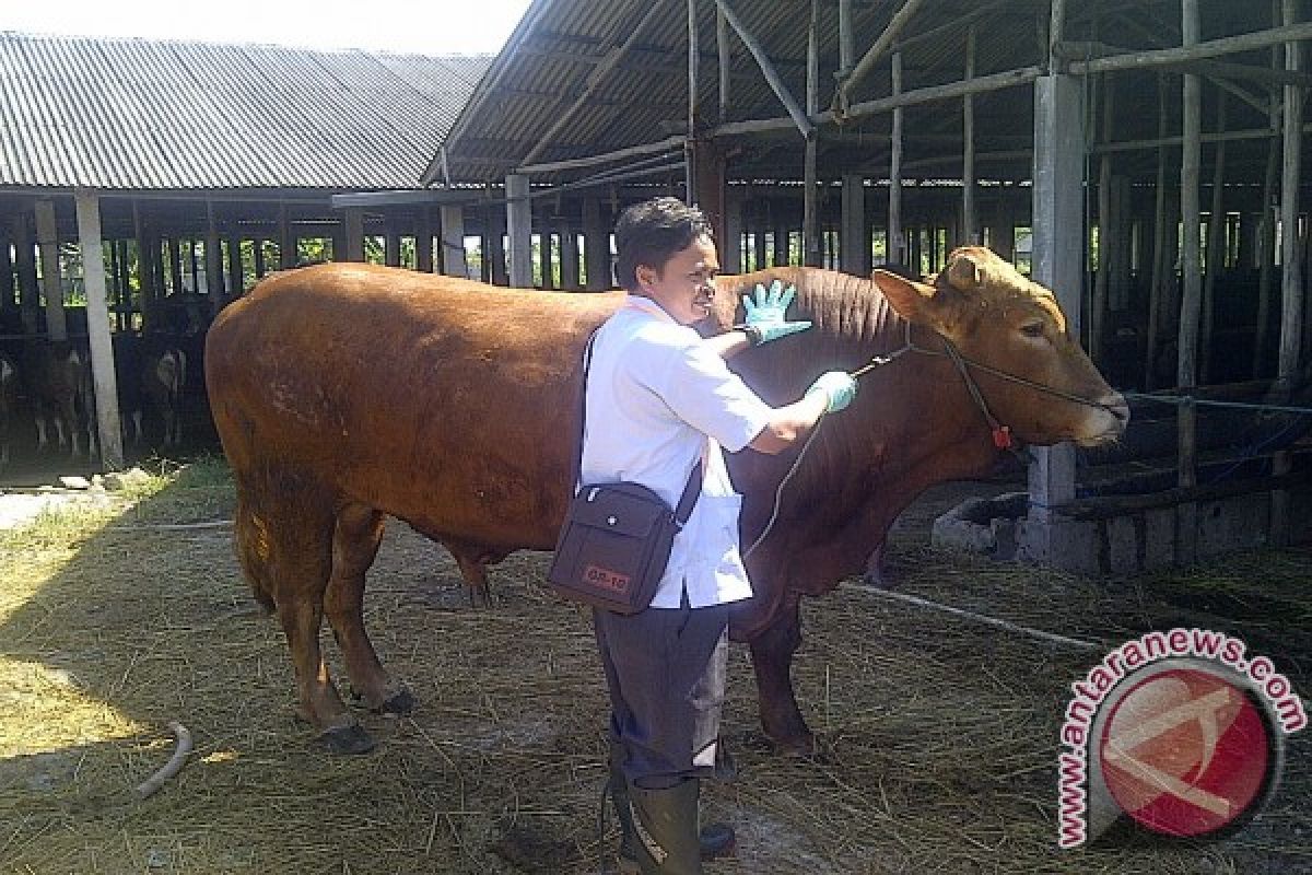 Pendapatan peternak sapi di Tanah Bumbu turun