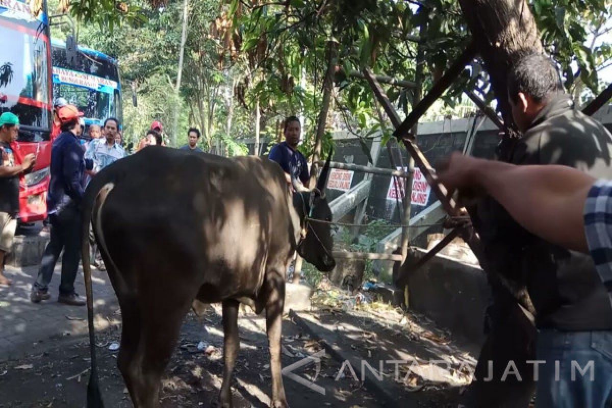 Sapi Kurban Lari ke Terminal Purabaya saat Hendak Disembelih (Video)