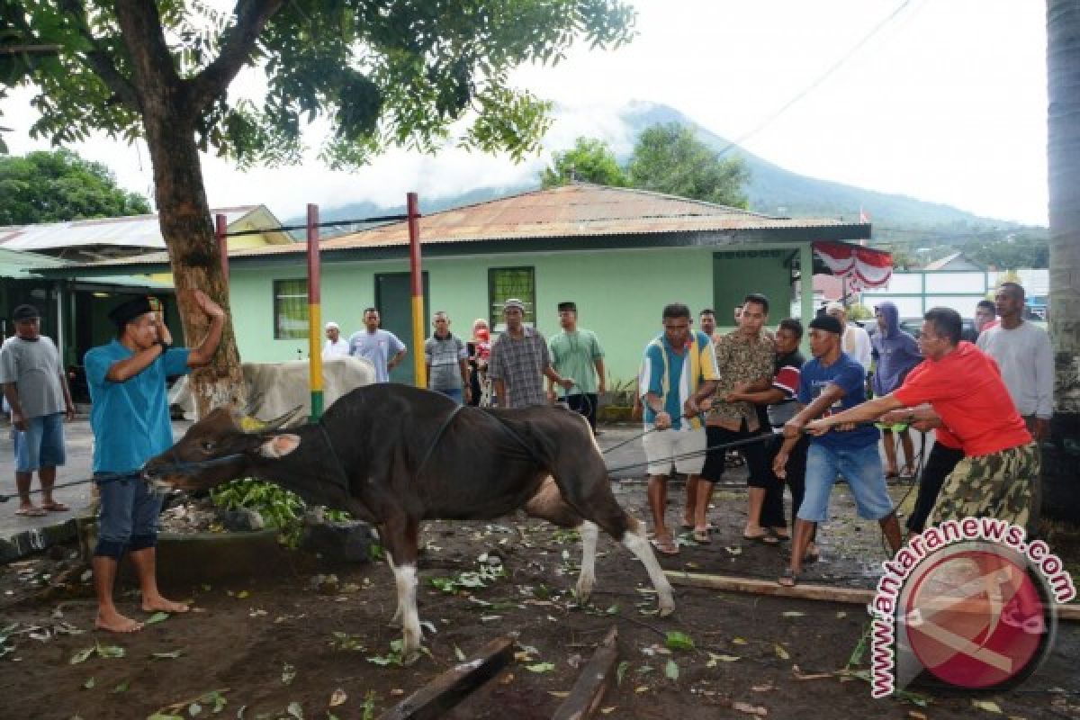 Korem 152/Babullah Salurkan 13 Ekor Sapi