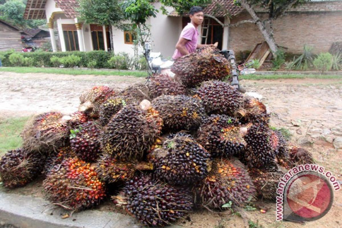 Pakar dunia akan sampaikan kajian bisnis kelapa sawit di Bali