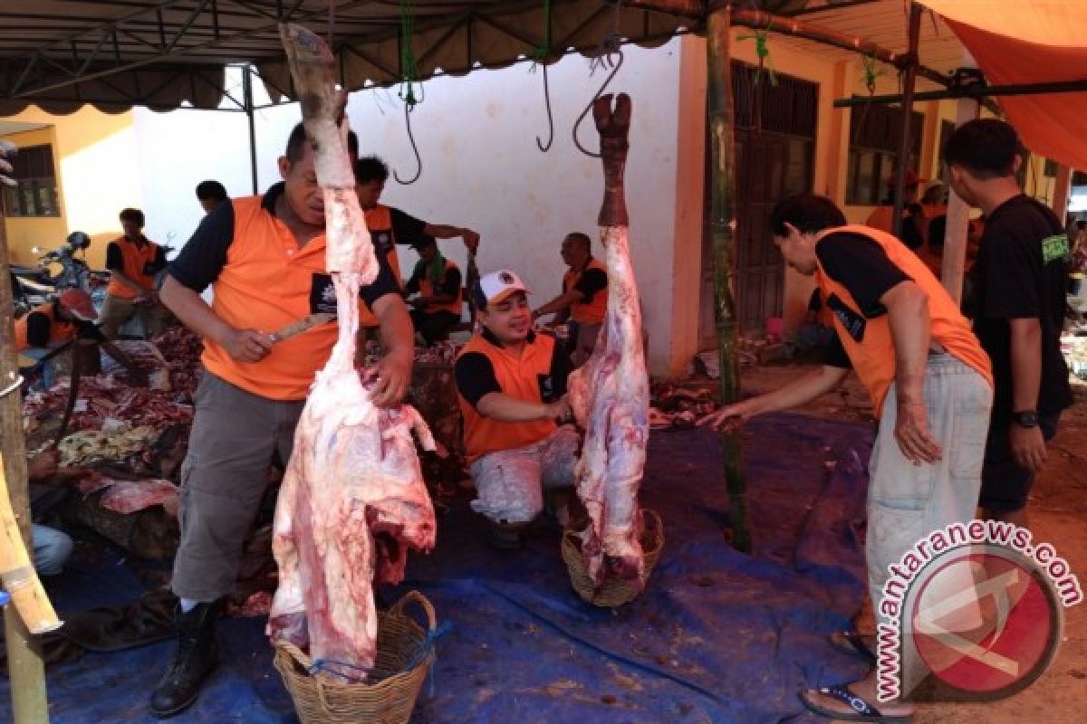 DPD Muhammadiyah Tapin Potong 21 Hewan Qurban