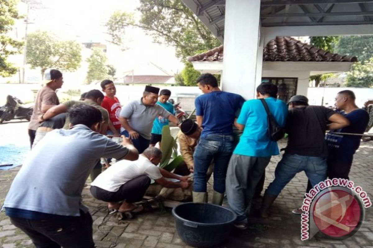 Taman Hewan Siantar Sembelih Hewan Kurban Rahmat Shah